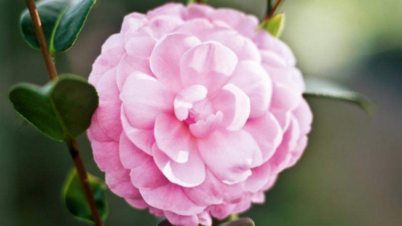 plant guide camellia japonica 20170111161801 q75dx800y u1r1g0c