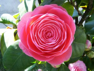 Camellia japonica rosa