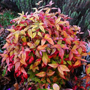 Plant nandina domestica