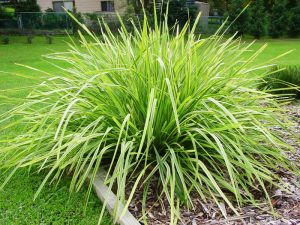 lomandra