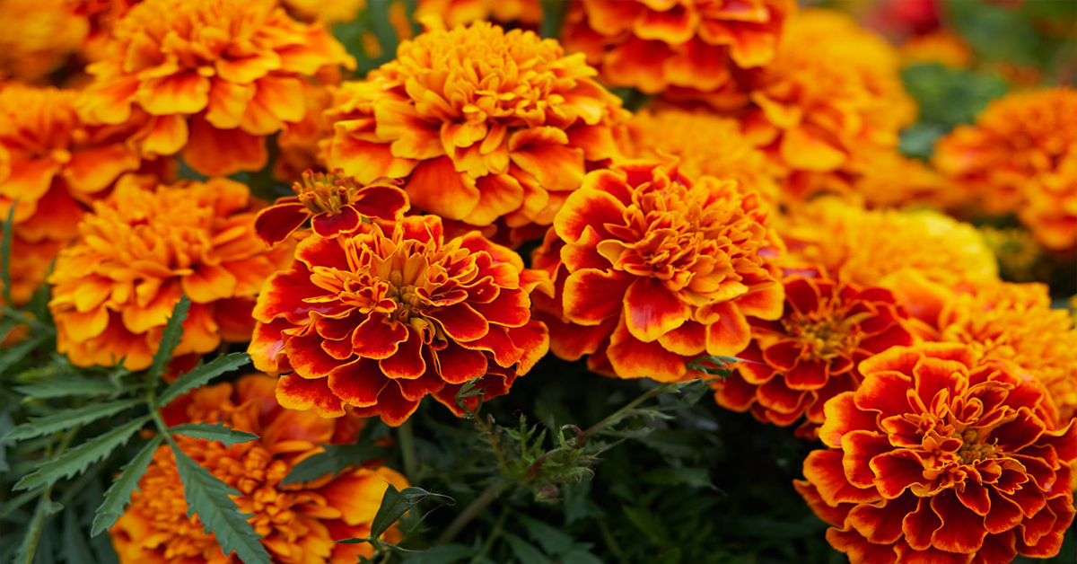 marigold 12.53.37