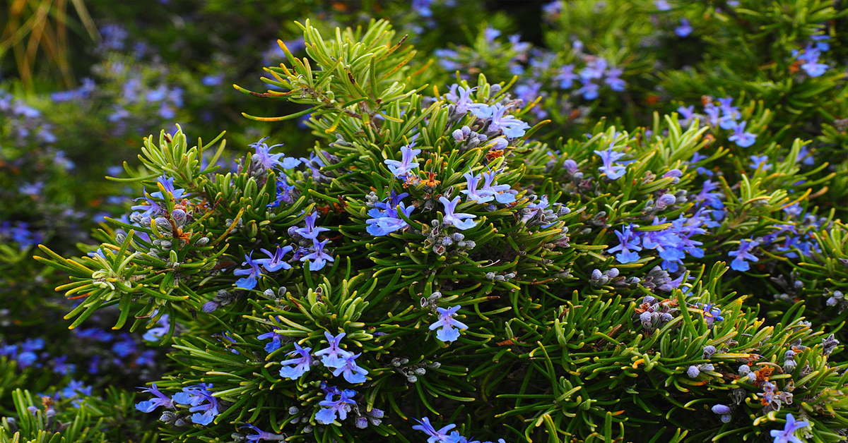 rosemary