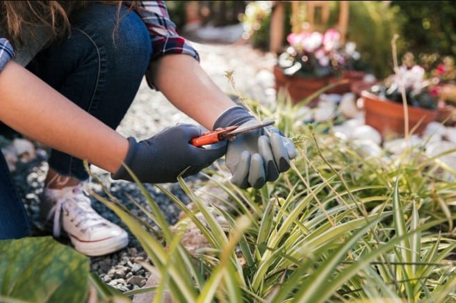 Xeriscaping