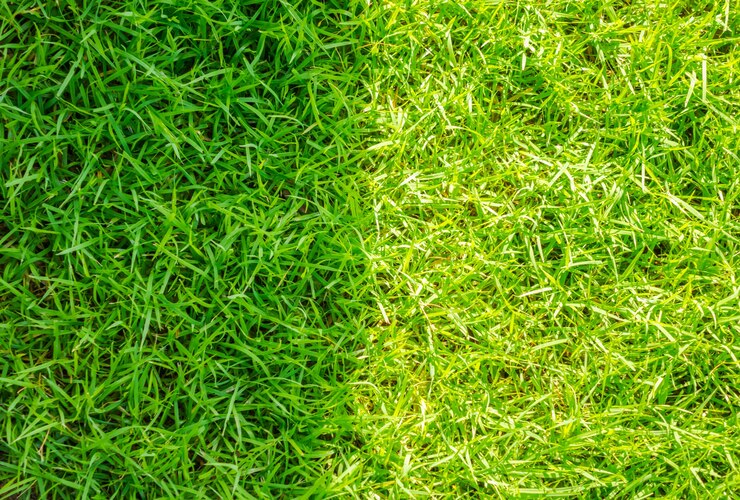 close up image fresh spring green grass 1232 4266