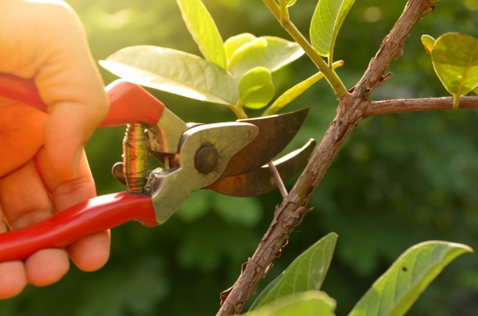 Pruning tips