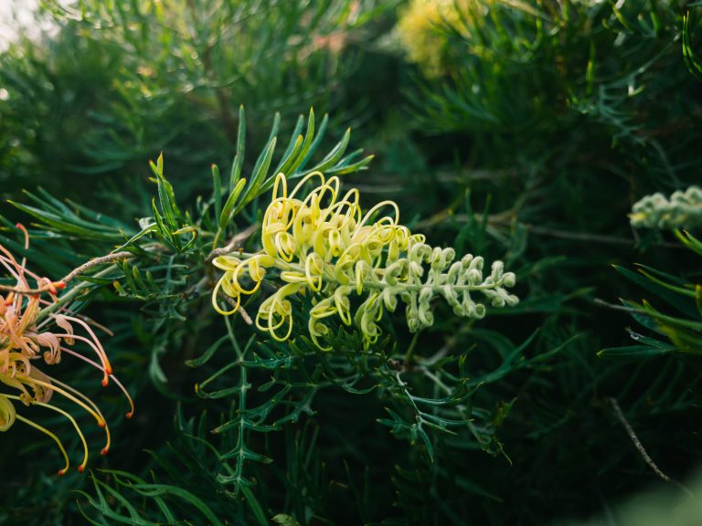 native plants for Sydney